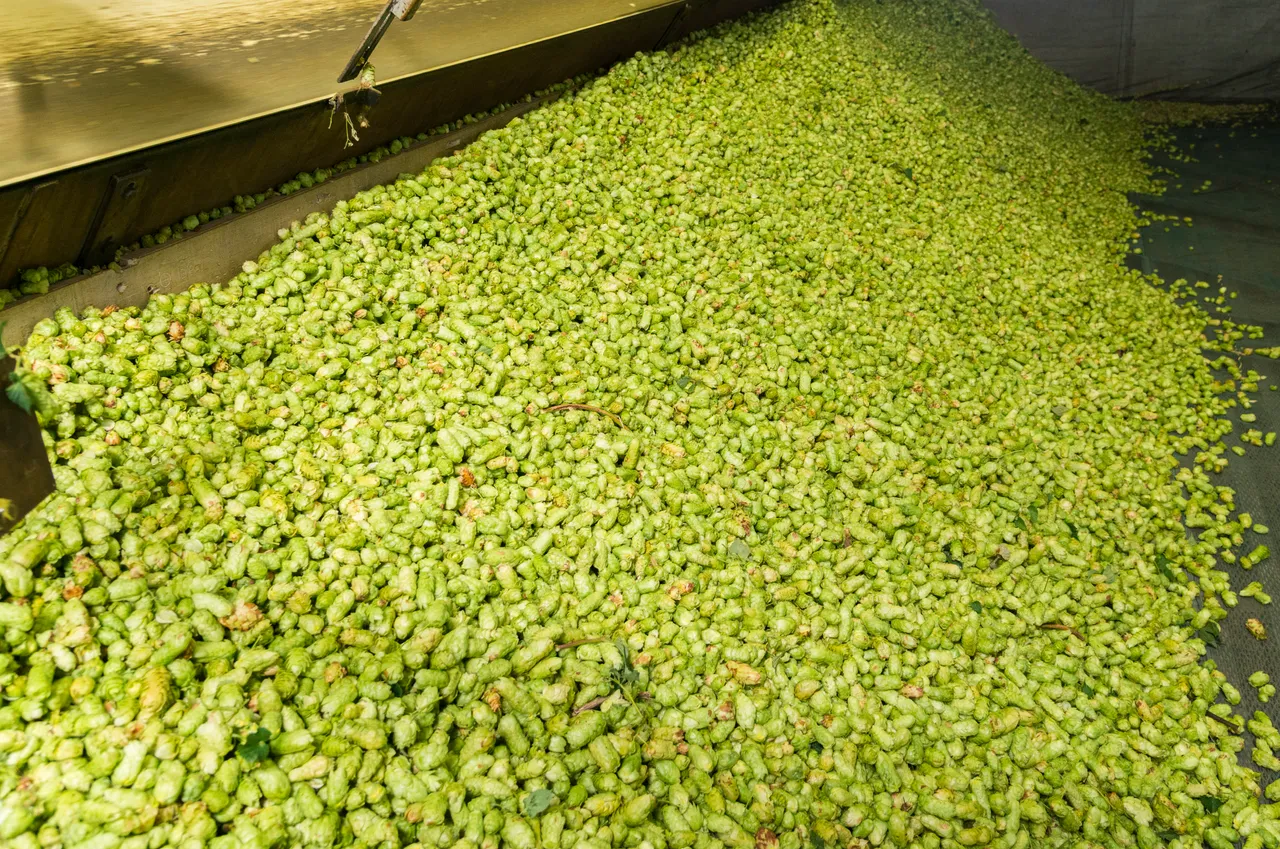 Hops Drying Hops Drying