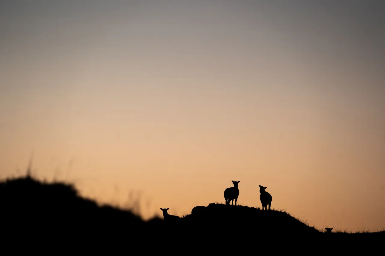 SCENIC_OkiaPyramidsSunrise_014_DunedinNZ
