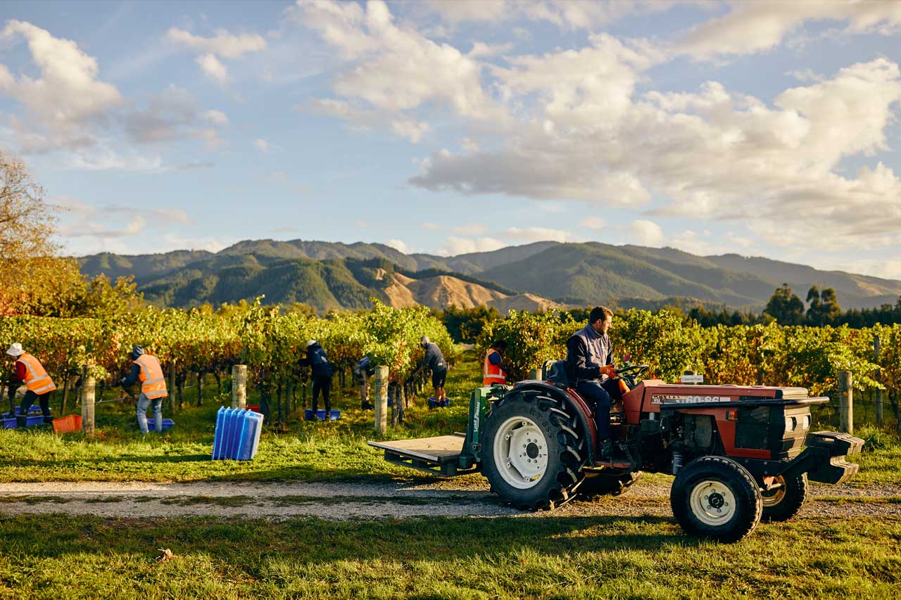 Grape vine harvest