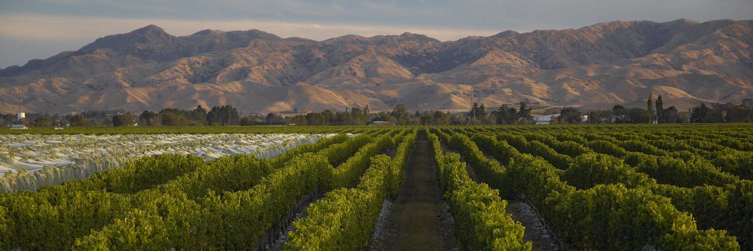 Marlborough Wine Region
